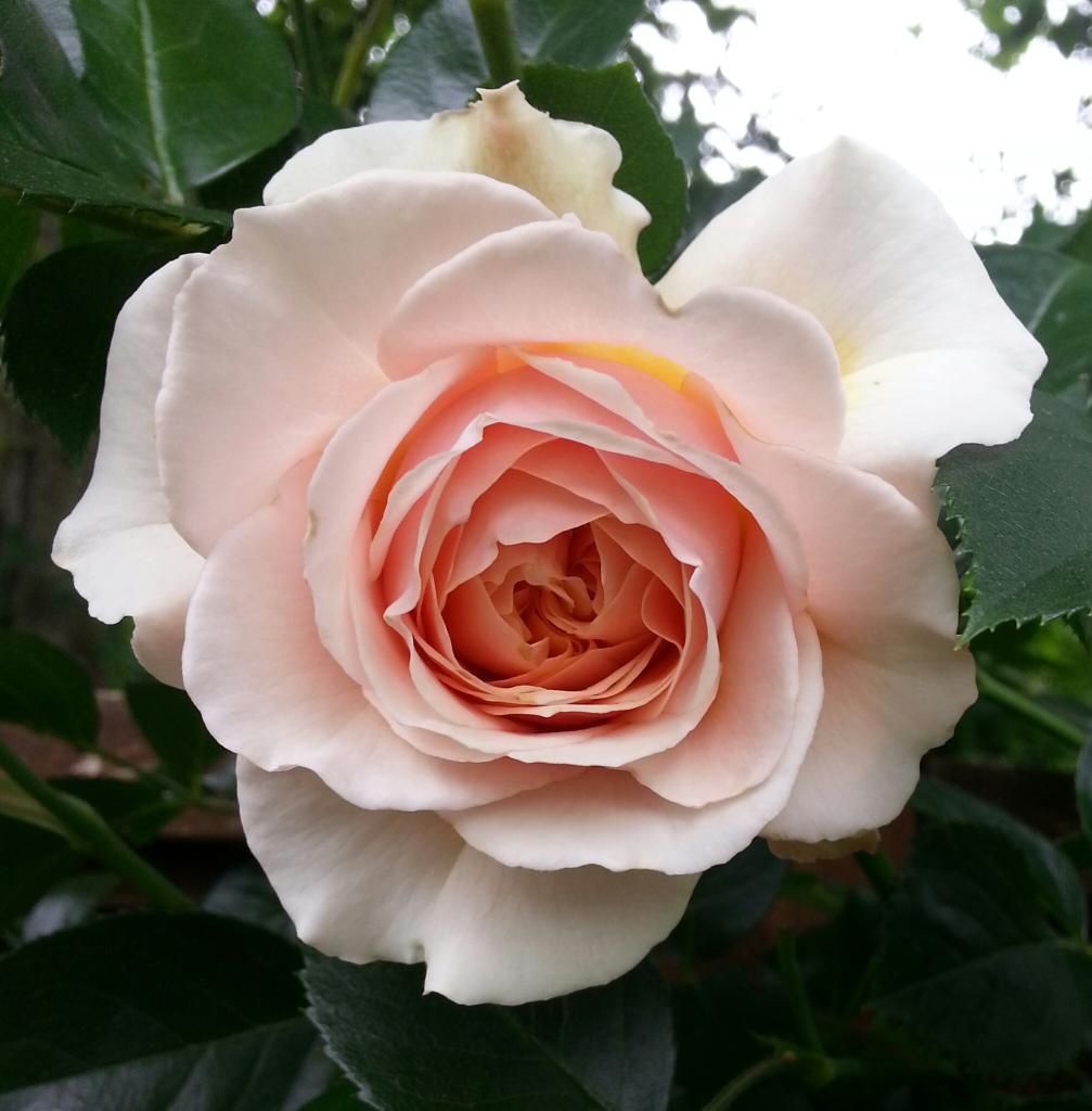  photo 20140604_123503-1_zpsv7gkrowg.jpg